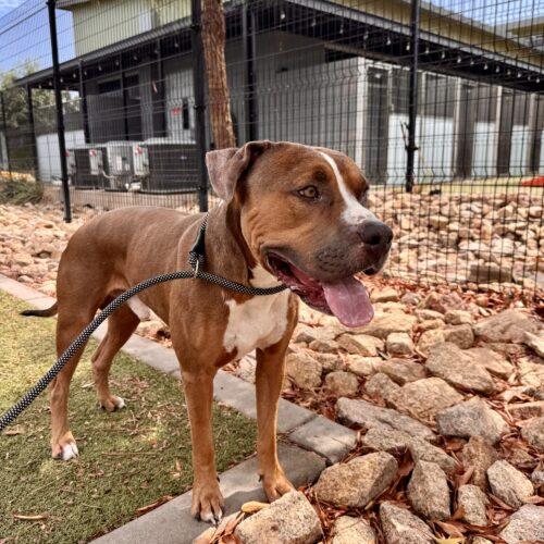 Chuck, a Adoptable American Staffordshire Terrier in Glendale, AZ image 2/6