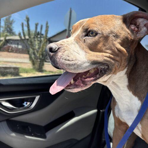 Chuck, a Adoptable American Staffordshire Terrier in Glendale, AZ image 3/6