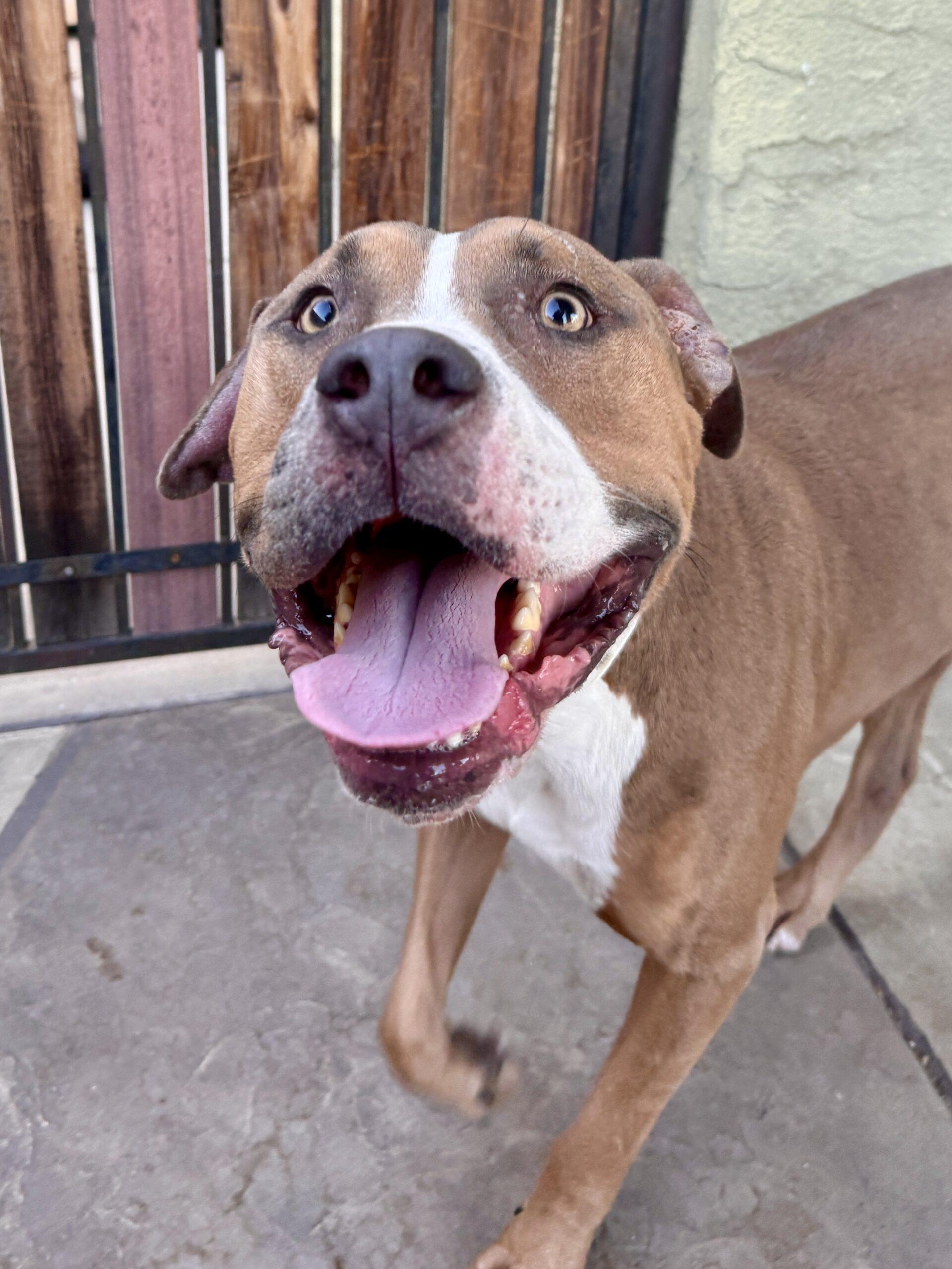 Chuck, a Adoptable American Staffordshire Terrier in Glendale, AZ image 4/6