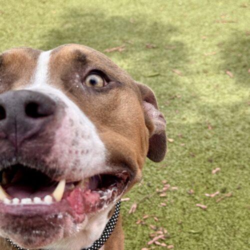 Chuck, a Adoptable American Staffordshire Terrier in Glendale, AZ image 5/6