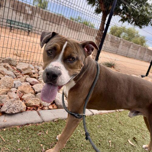 Chuck, a Adoptable American Staffordshire Terrier in Glendale, AZ image 6/6