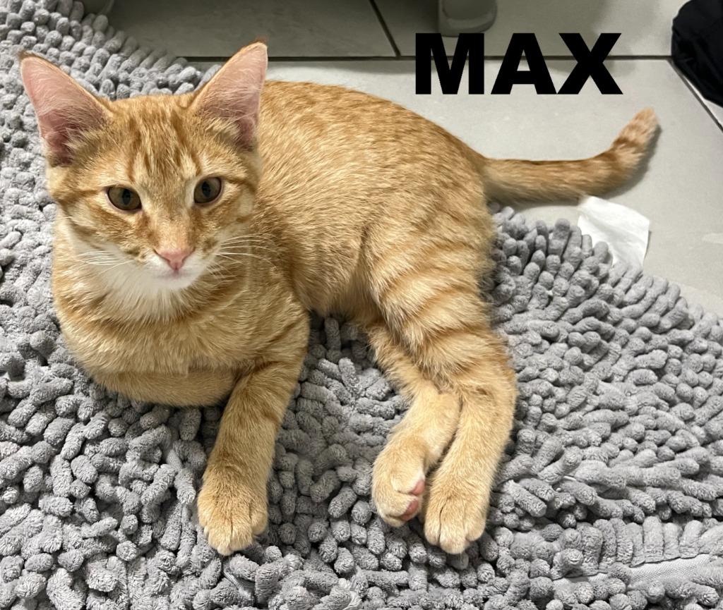 Max, a Adopted mixed breed in Owatonna, MN image 2/6