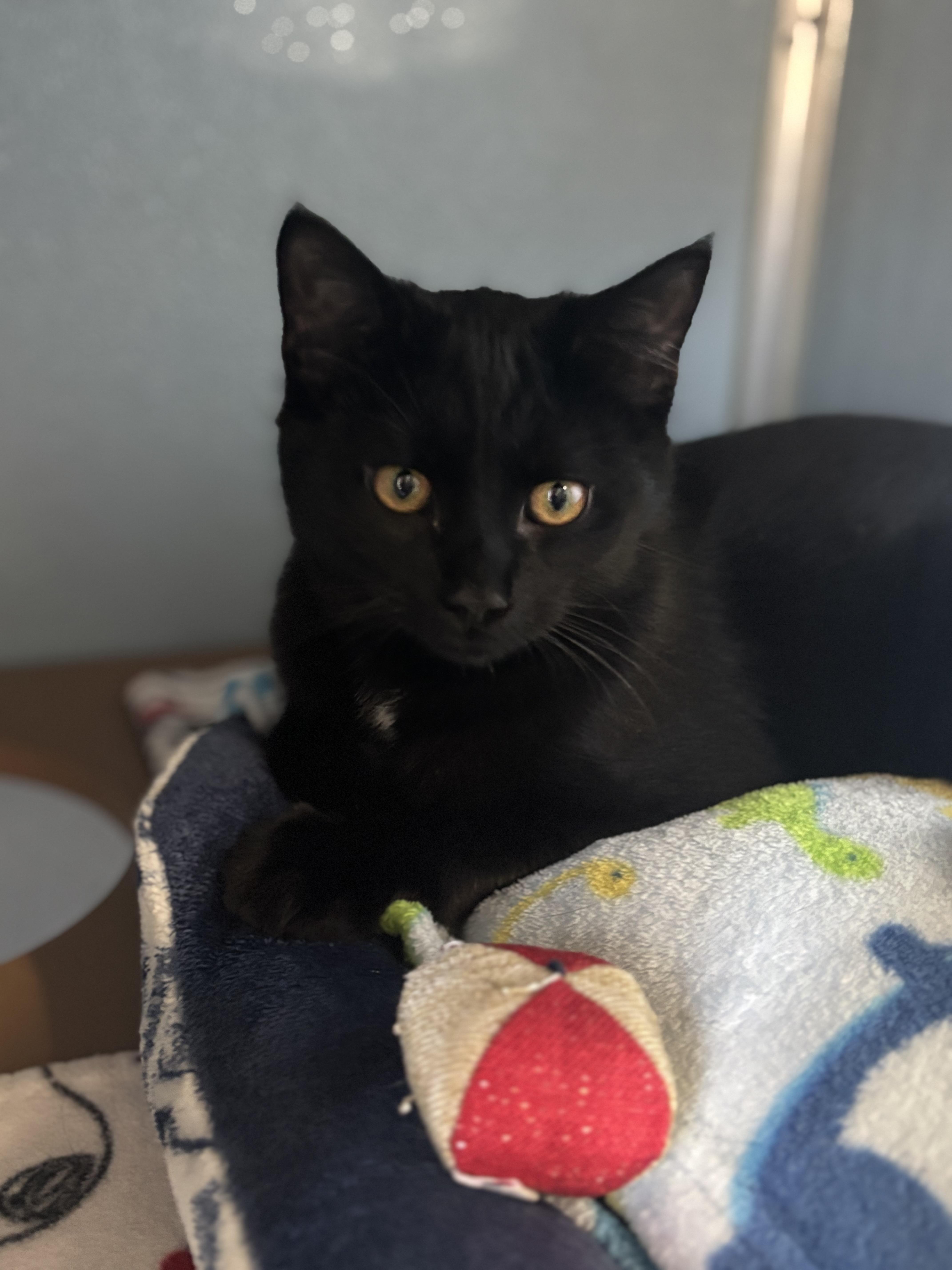 Enlarge Lock, a Adoptable Domestic Short Hair in Renfrew, PA image 2/4