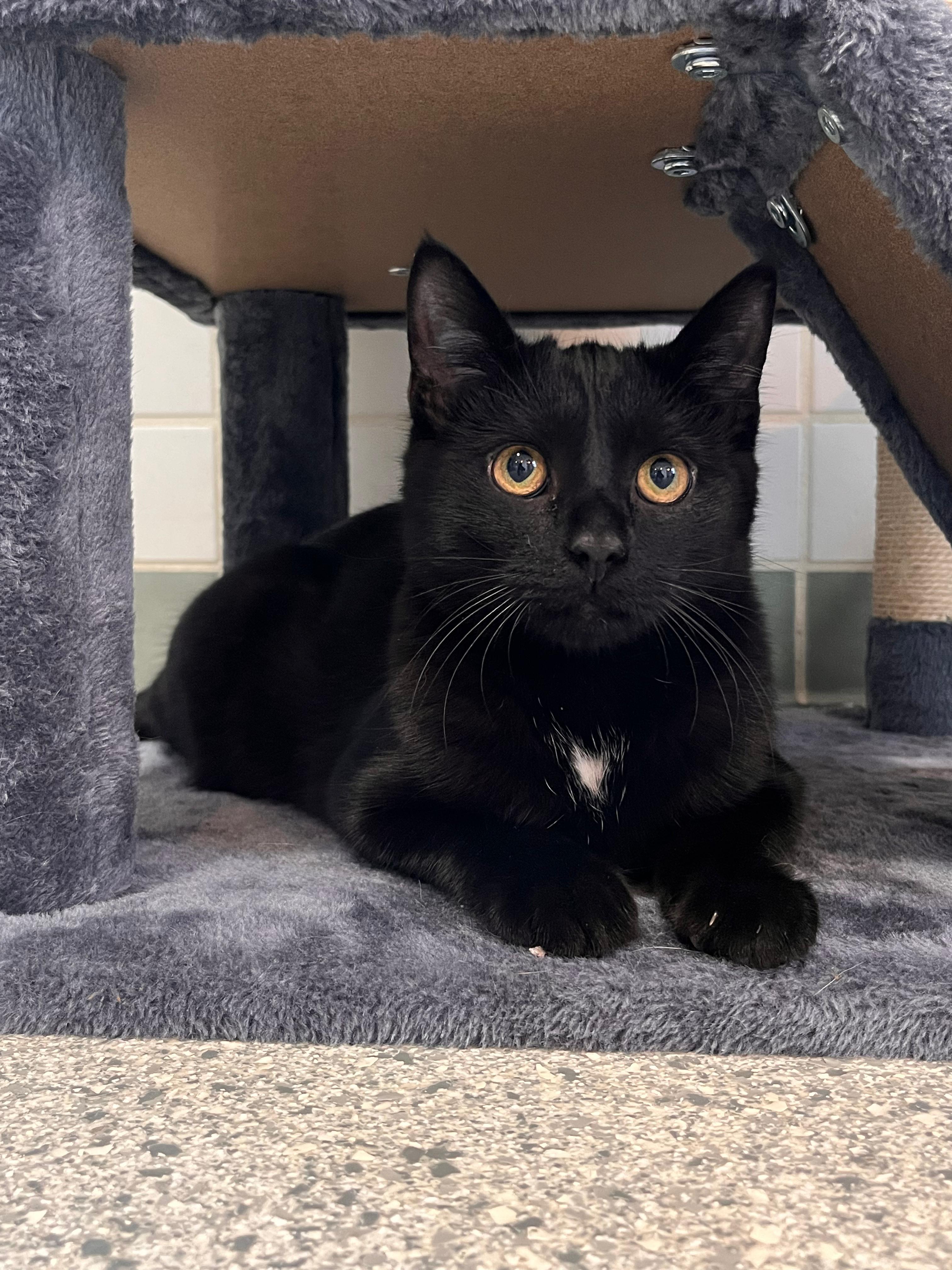 Lock, Adoptable, Kitten Male Domestic Short Hair.