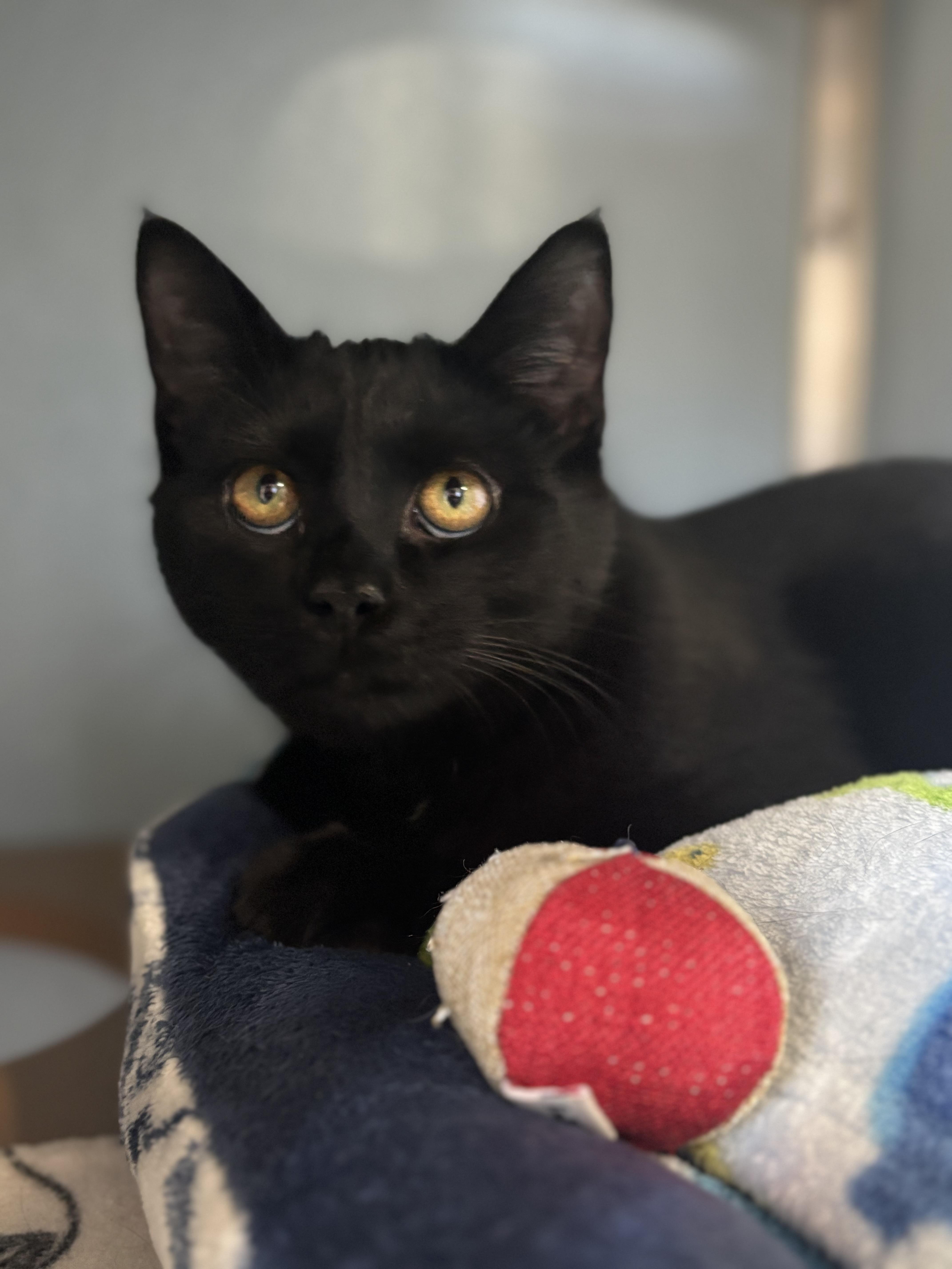 Enlarge Lock, a Adoptable Domestic Short Hair in Renfrew, PA image 3/4