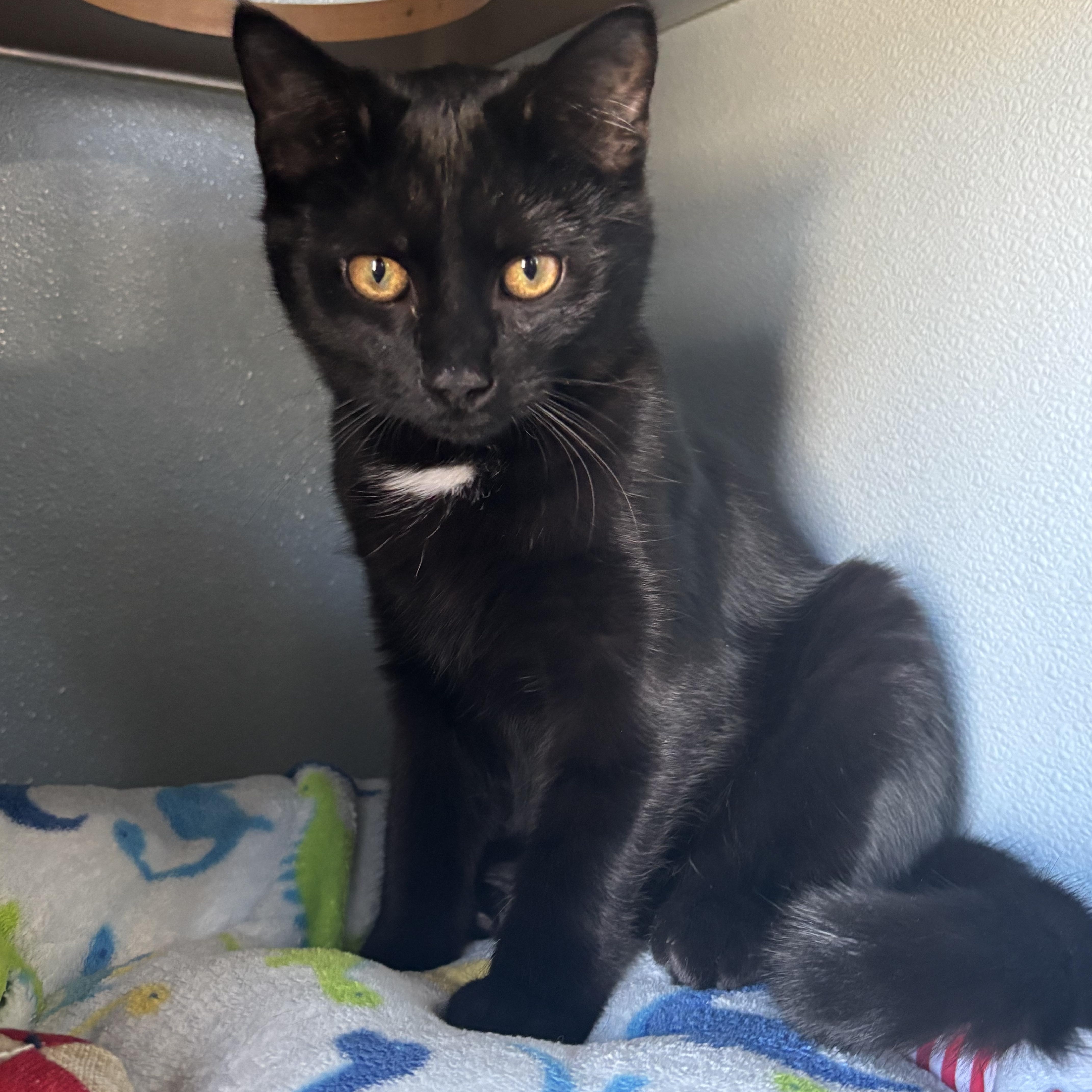 Enlarge Lock, a Adoptable Domestic Short Hair in Renfrew, PA image 4/4