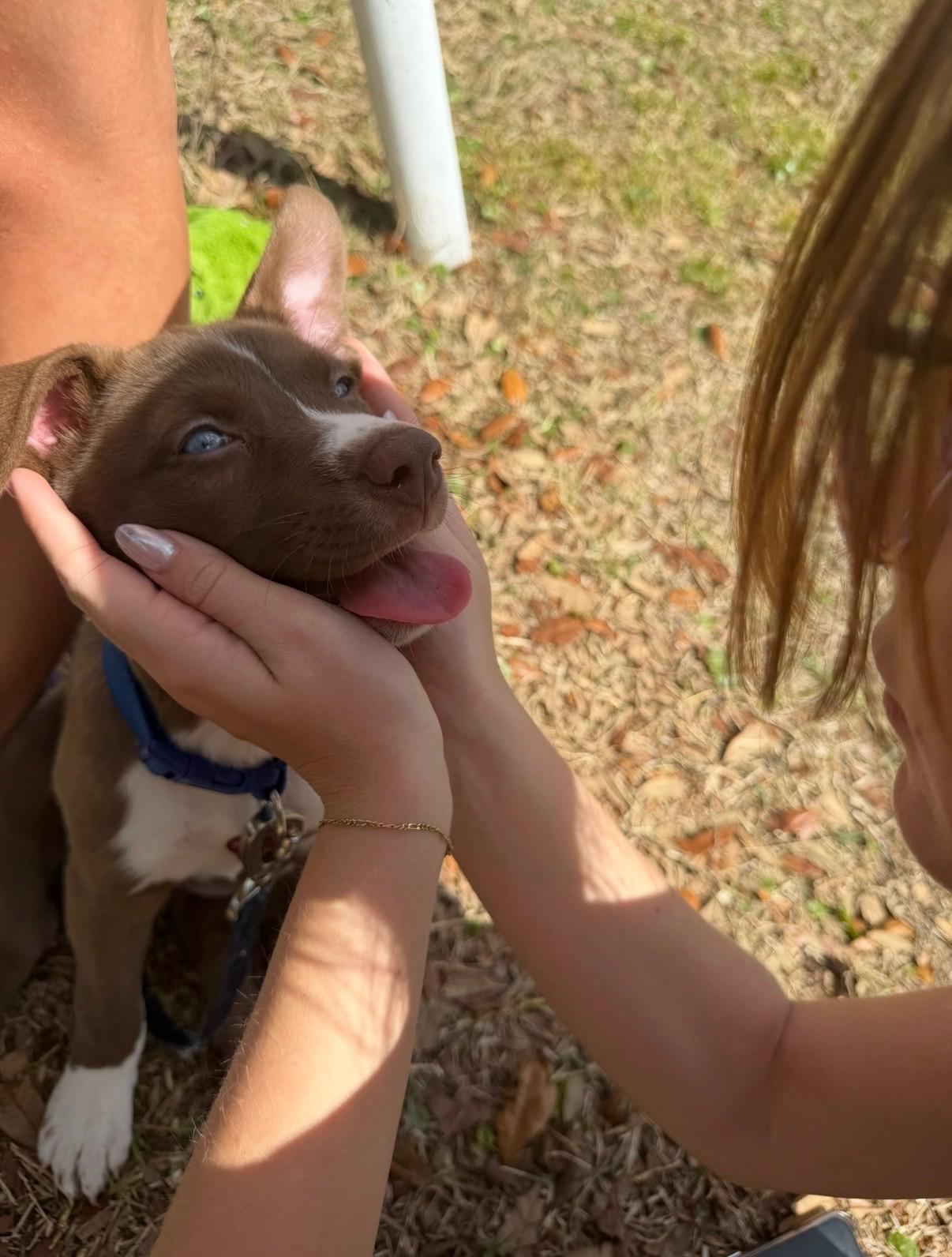 Enlarge Waverly, a ADOPTABLE mixed breed in Orlando, FL image 5/5
