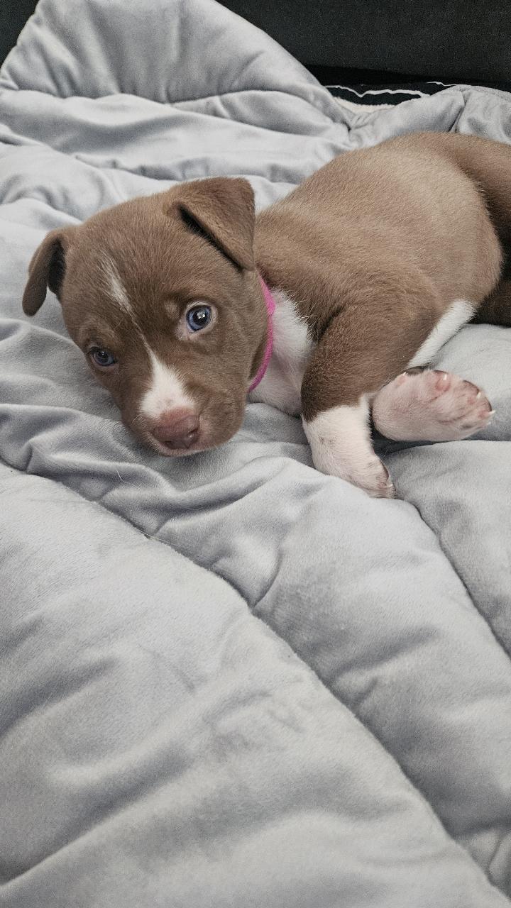 Enlarge Waverly, a ADOPTABLE mixed breed in Tallahassee, FL image 1/4