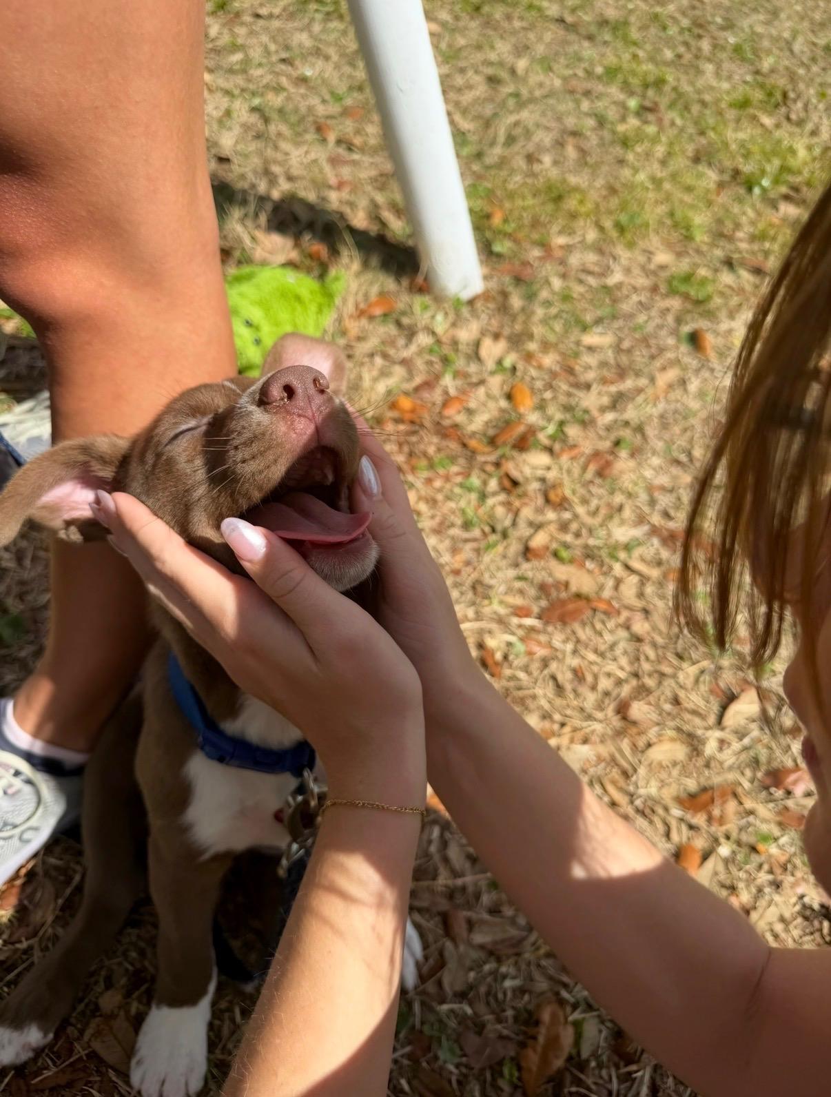 Enlarge Waverly, a ADOPTABLE mixed breed in Orlando, FL image 4/5