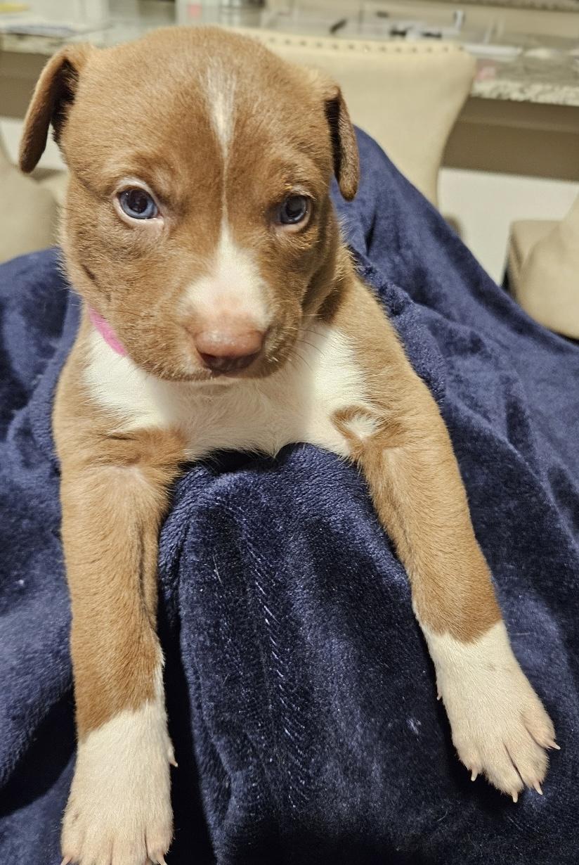 Enlarge Waverly, a ADOPTABLE mixed breed in Tallahassee, FL image 2/4