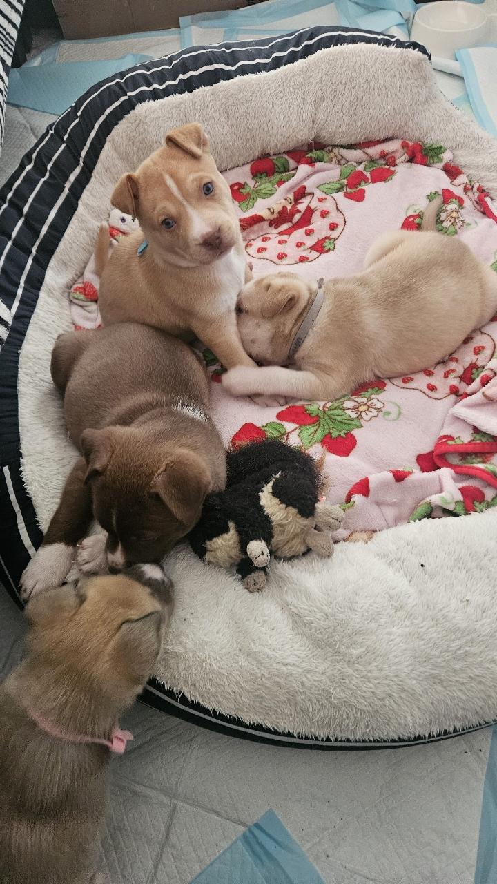 Enlarge Waverly, a ADOPTABLE mixed breed in Tallahassee, FL image 3/4