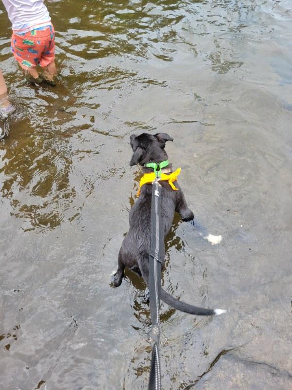 Enlarge Quiggle SS, a ADOPTABLE mixed breed in South Portland, ME image 4/6