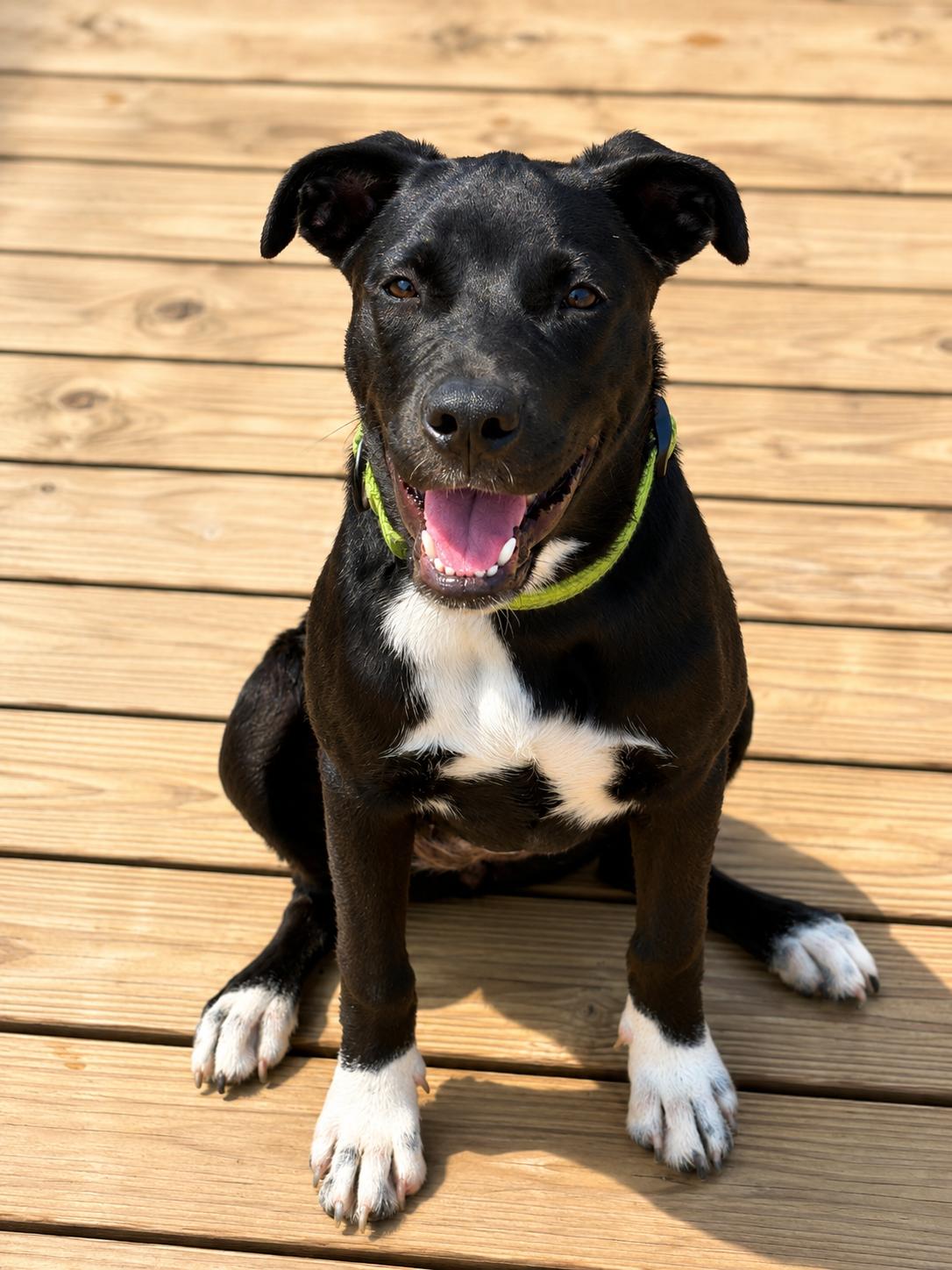 Quiggle SS, ADOPTABLE, Puppy Female Mixed Breed.