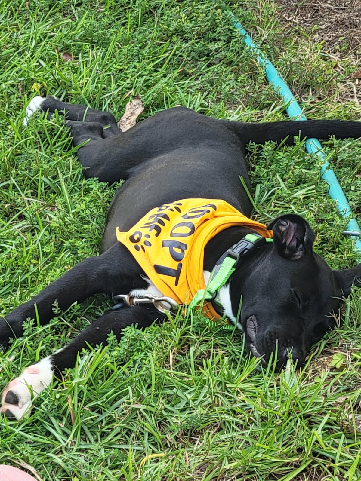 Enlarge Quiggle SS, a ADOPTABLE mixed breed in South Portland, ME image 2/6