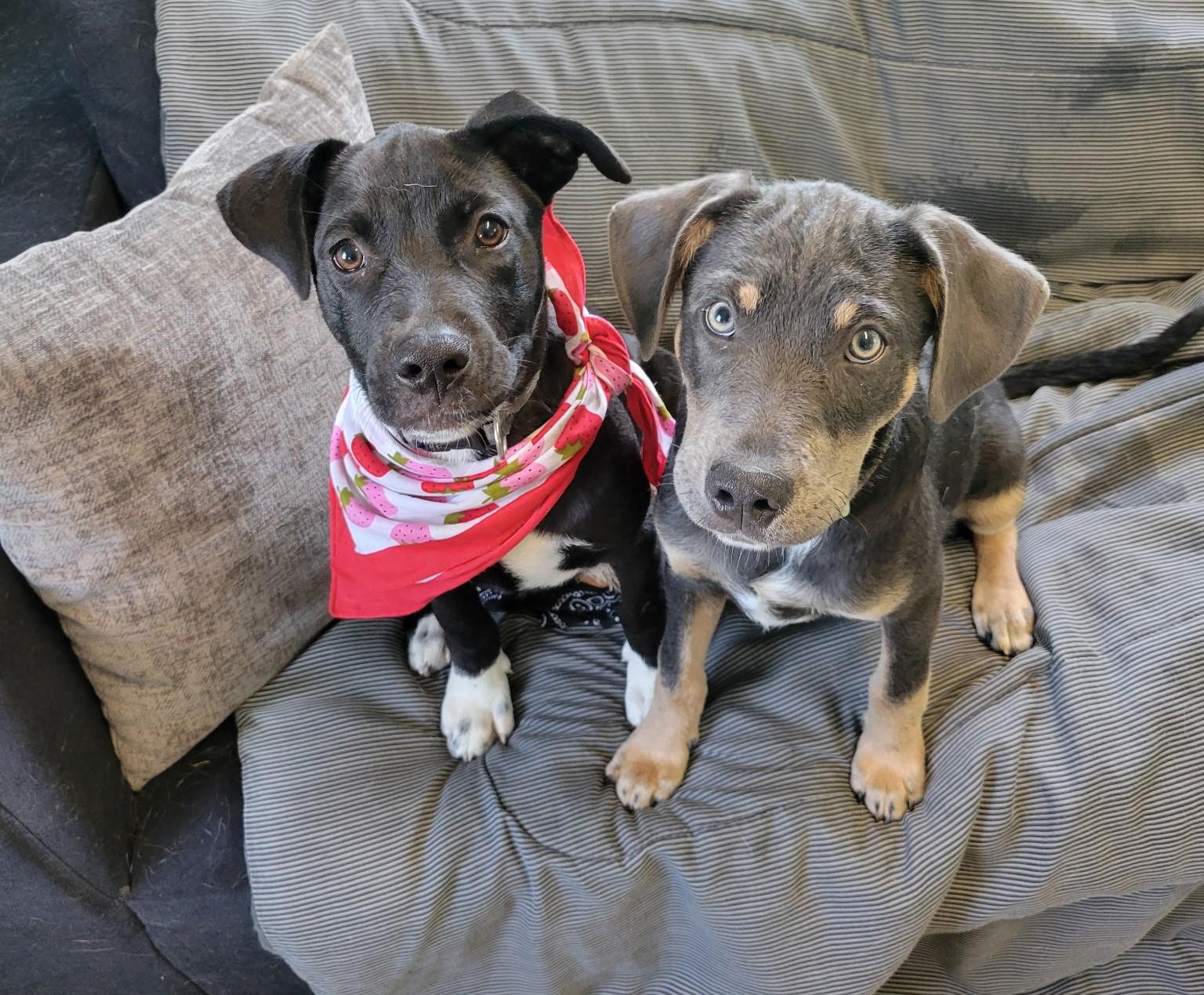Enlarge Quiggle SS, a ADOPTABLE mixed breed in South Portland, ME image 6/6