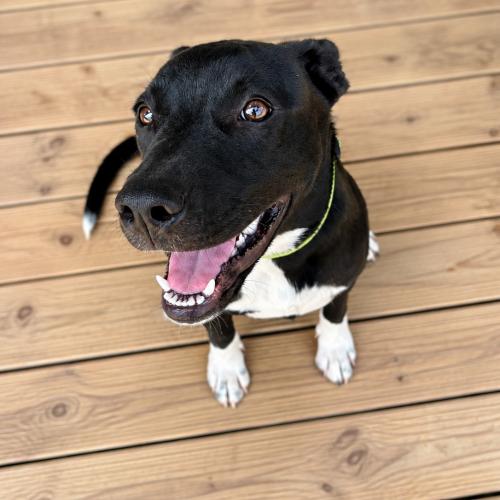 Enlarge Quiggle SS, a ADOPTABLE mixed breed in South Portland, ME image 3/6