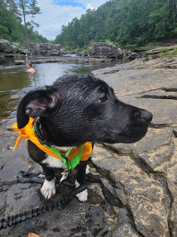 Enlarge Quiggle SS, a ADOPTABLE mixed breed in South Portland, ME image 5/6