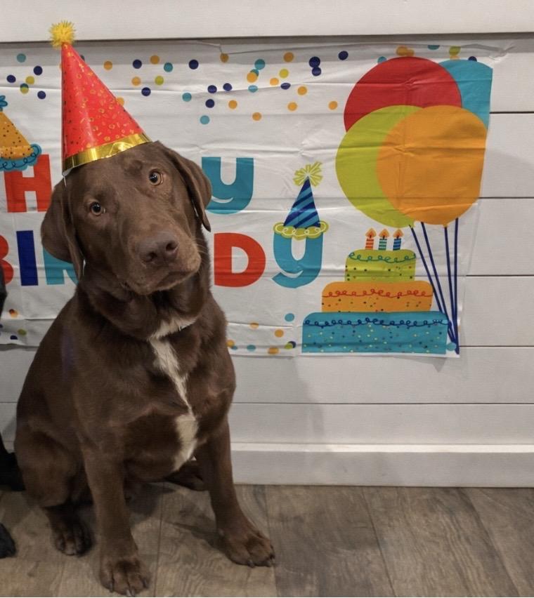 Travis--Owner Rehome--not a LELRR dog, ADOPTABLE, Young Male Labrador Retriever.