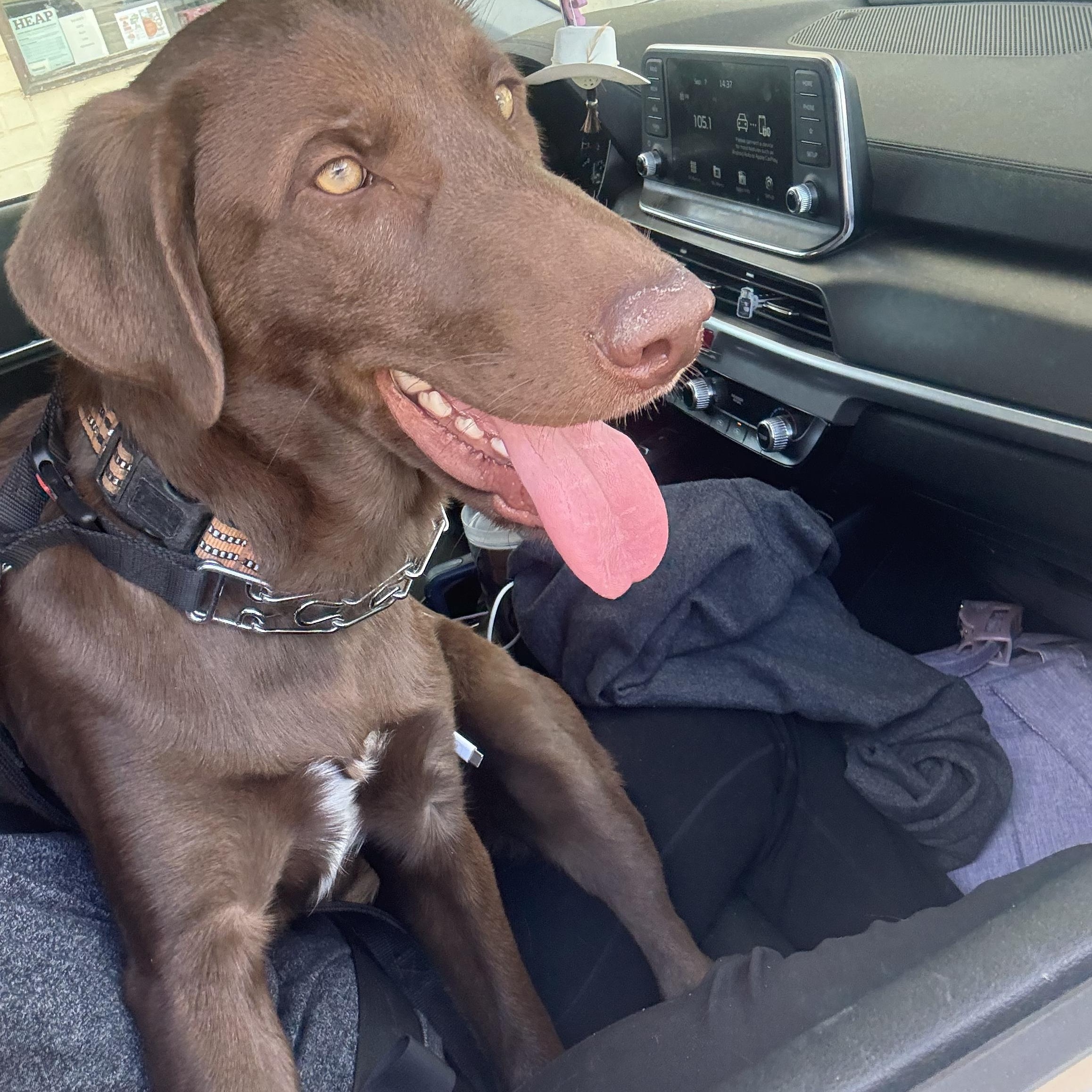 Enlarge Travis--Owner Rehome--not a LELRR dog, a ADOPTABLE mixed breed in Medina, OH image 2/3