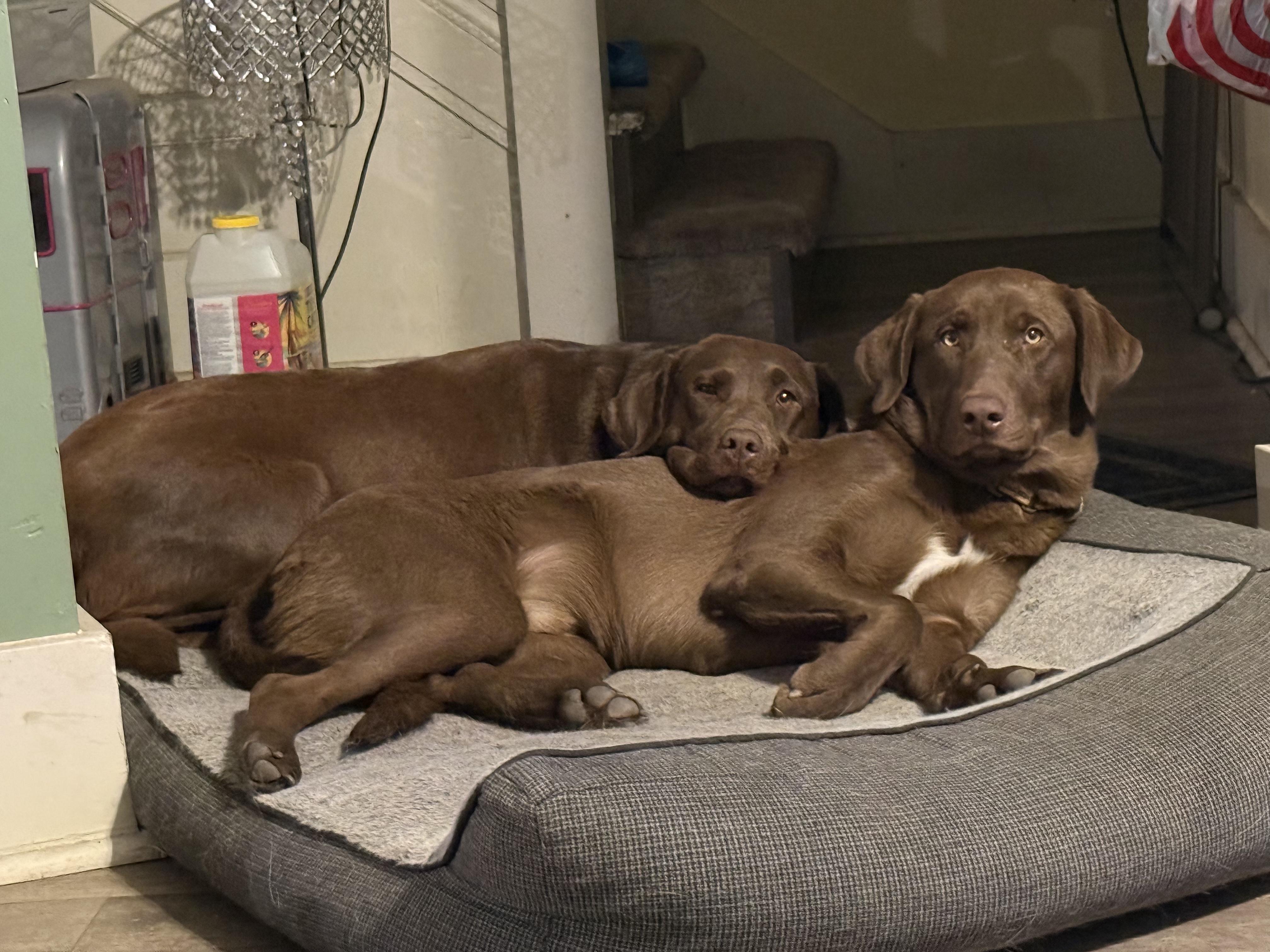 Enlarge Travis--Owner Rehome--not a LELRR dog, a ADOPTABLE mixed breed in Medina, OH image 3/3