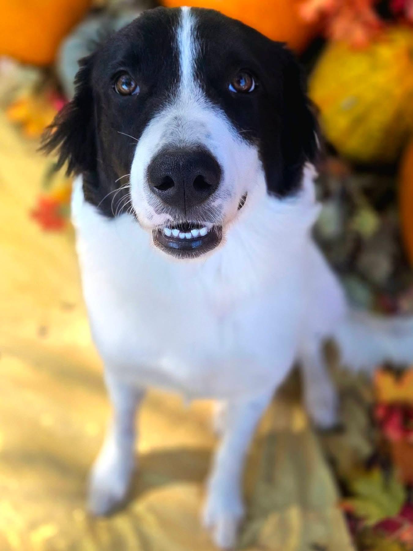 Sherbet, Adoptable, Young Female Border Collie.