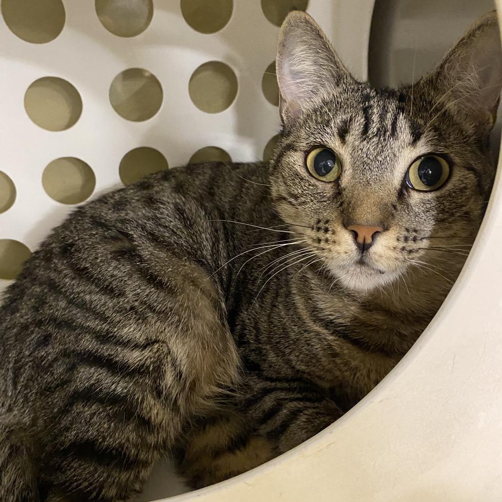 Buffy, a Adoptable Domestic Short Hair in Washougal, WA image 2/2