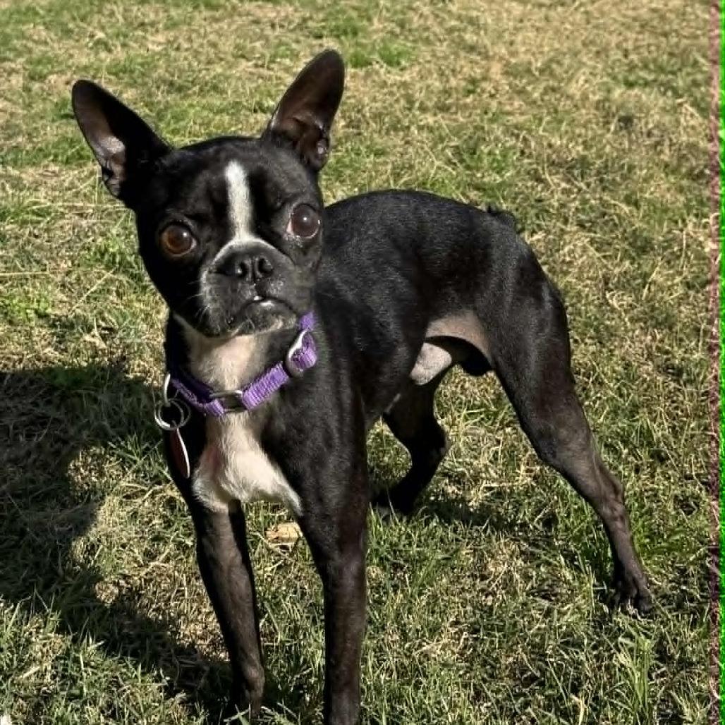 Pinto, Adoptable, Adult Male Boston Terrier.