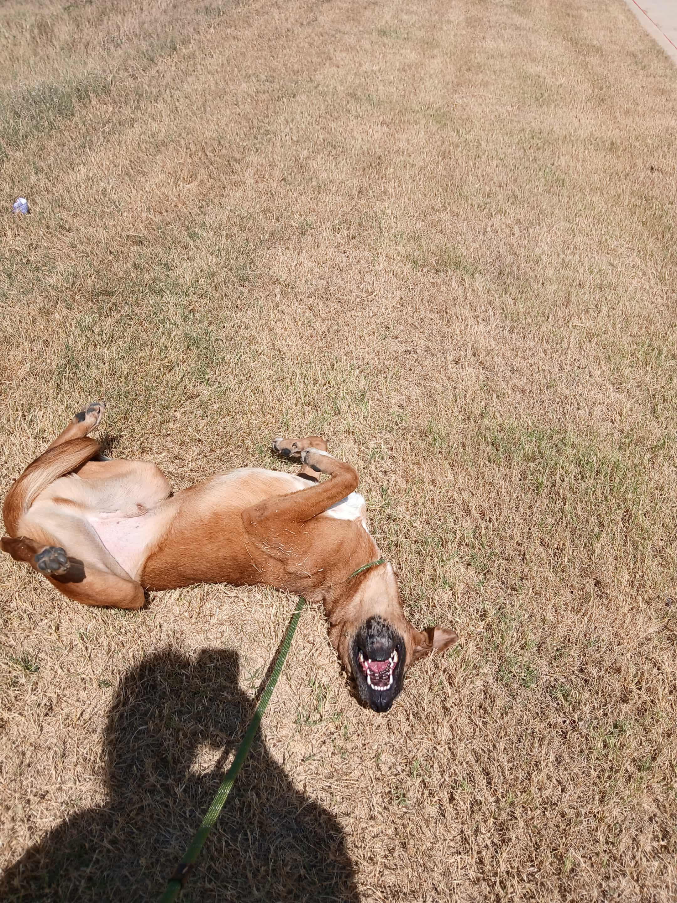 Enlarge Andy, a Adoptable mixed breed in Joshua, TX image 1/4