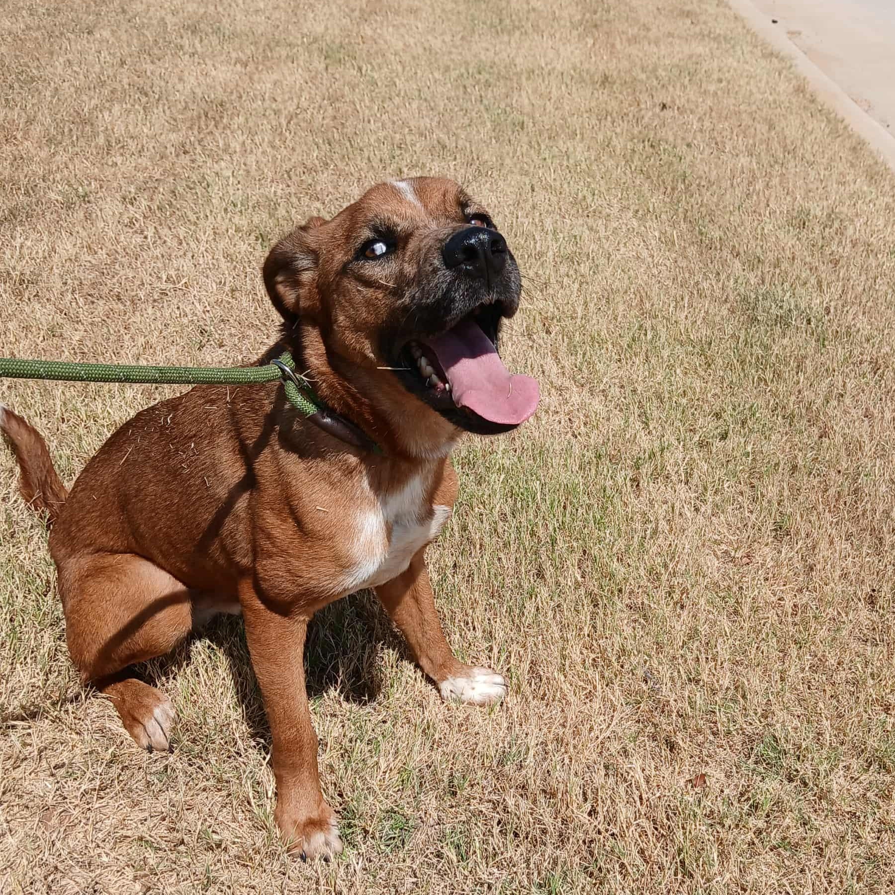 Andy, Adoptable, Adult Male Australian Shepherd & Mastiff.