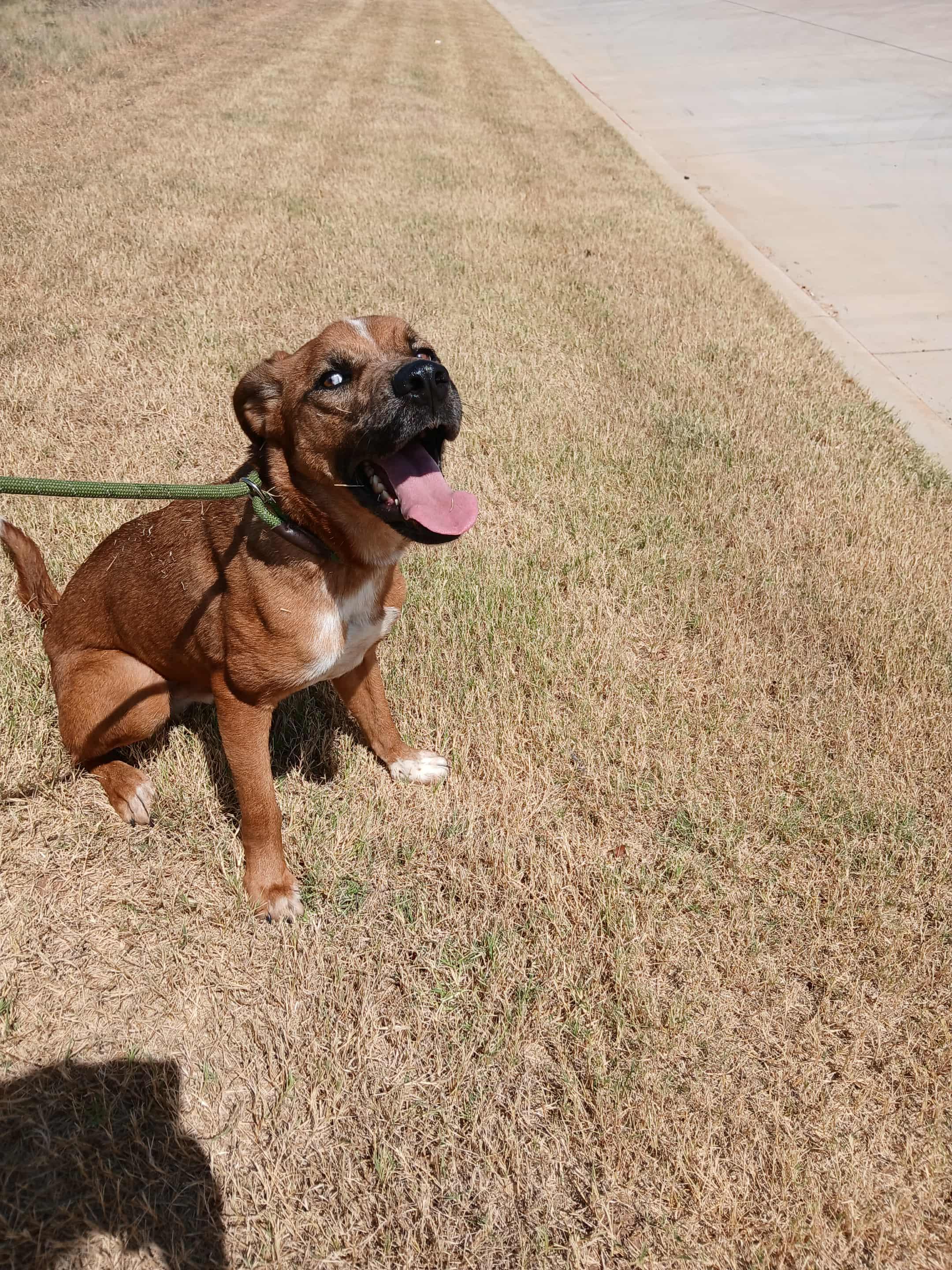 Enlarge Andy, a Adoptable mixed breed in Joshua, TX image 2/4