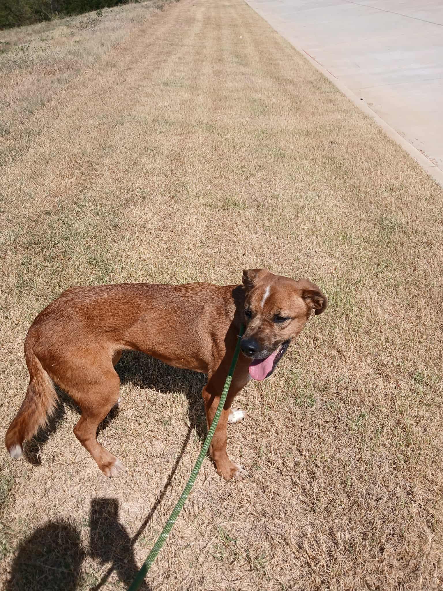 Enlarge Andy, a Adoptable mixed breed in Joshua, TX image 4/4