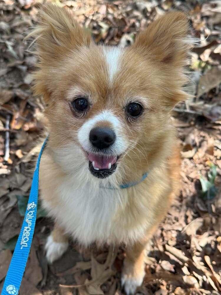 Tiny Dancer, Adoptable, Adult Female Pomeranian.