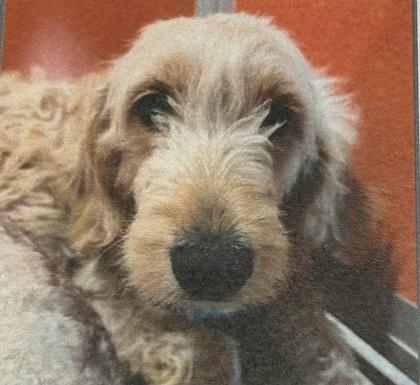 Juniper, Adoptable, Adult Female Standard Poodle & Mixed Breed.