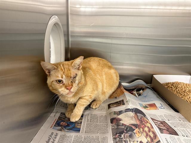 Enlarge BARN CAT, a Adoptable Domestic Short Hair in San Martin, CA image 1/1
