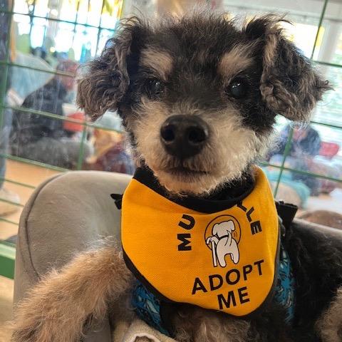 Enlarge Puccini 13553, a Adoptable mixed breed in San Francisco, CA image 1/1