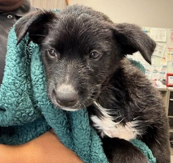 Dolly, Adoptable, Young Female Labrador Retriever.