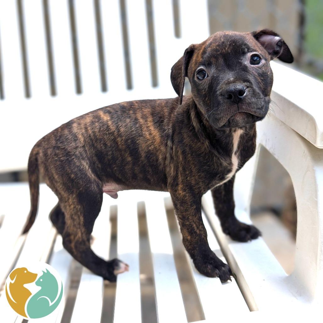 Ocho, Adoptable, Puppy Male Pit Bull Terrier.