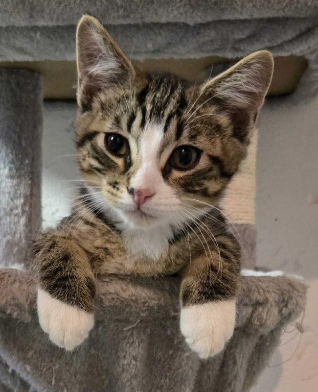 Enlarge Koa, an adopted Domestic Short Hair in Saint Charles, MO image 1/1