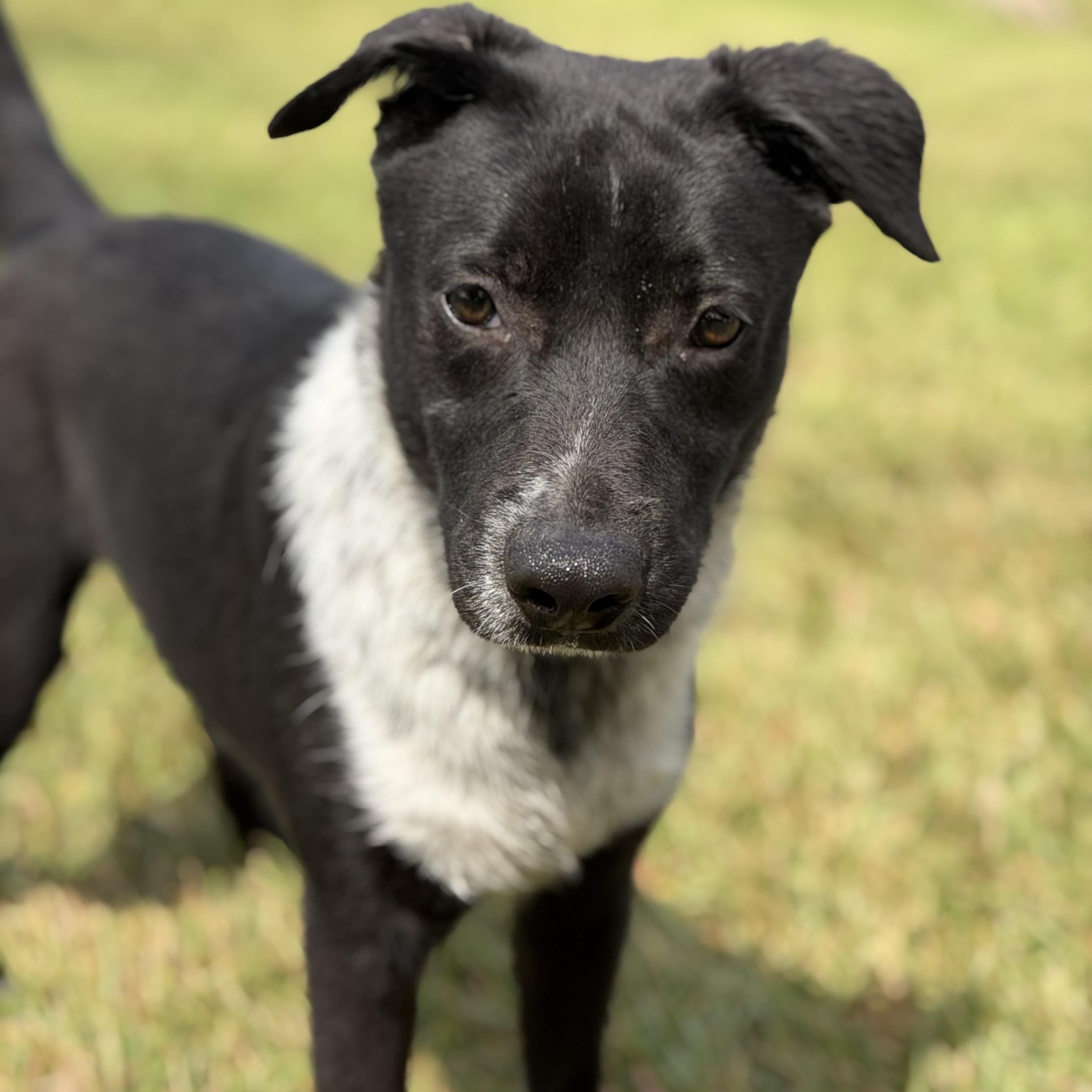Enlarge Louie, a Adoptable mixed breed in Albany, NY image 3/5