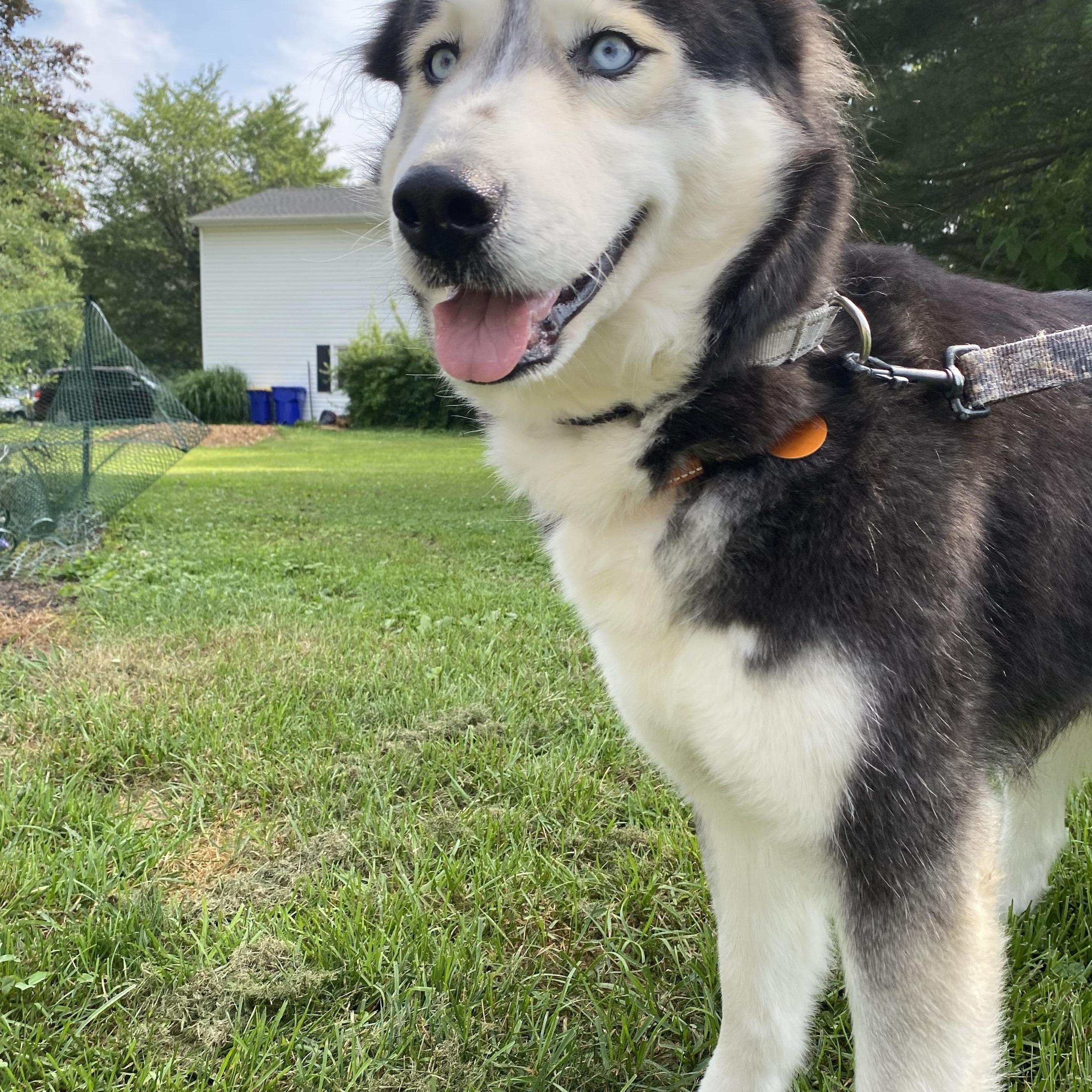 Gracie