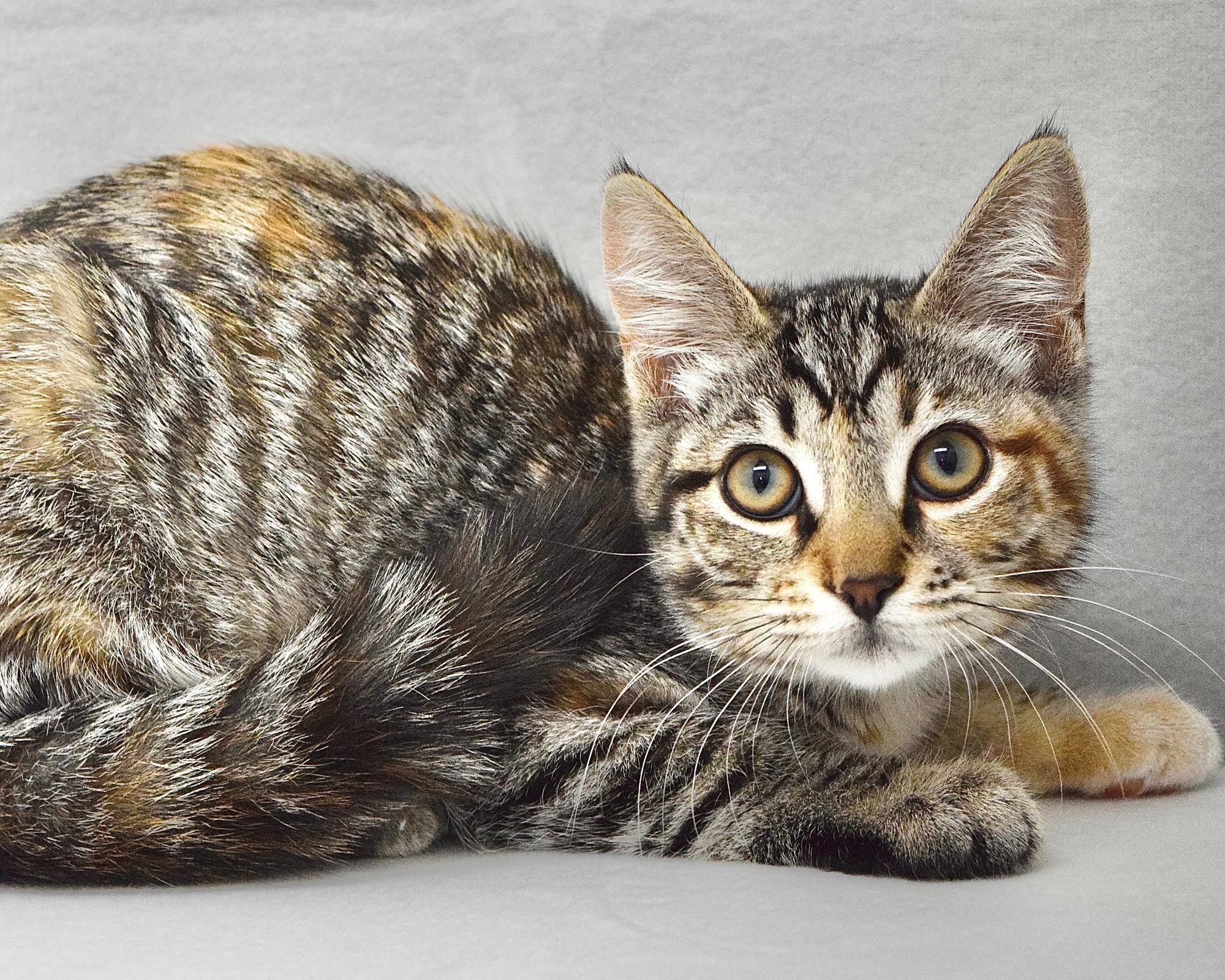 Ohlone, ADOPTABLE, Kitten Female Domestic Short Hair.