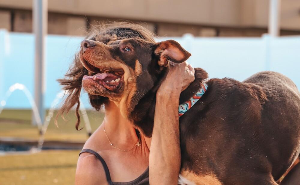 Enlarge Aiden, a Adopted mixed breed in Richardson, TX image 1/6