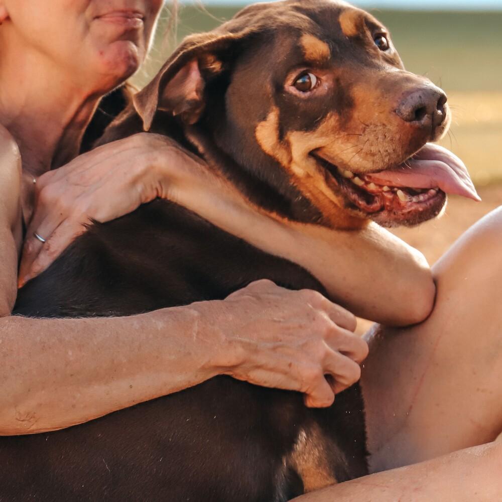 Enlarge Aiden, a Adopted mixed breed in Richardson, TX image 2/6