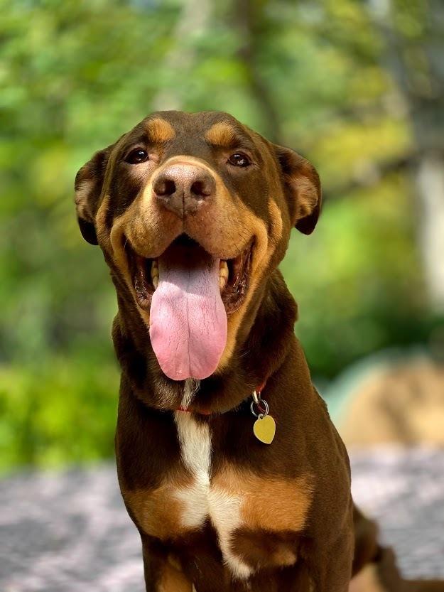 Enlarge Aiden, a Adopted mixed breed in Richardson, TX image 4/6