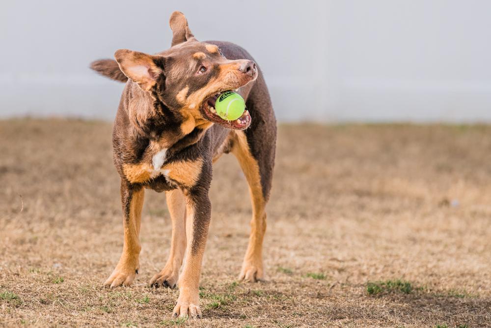 Enlarge Aiden, a Adopted mixed breed in Richardson, TX image 5/6