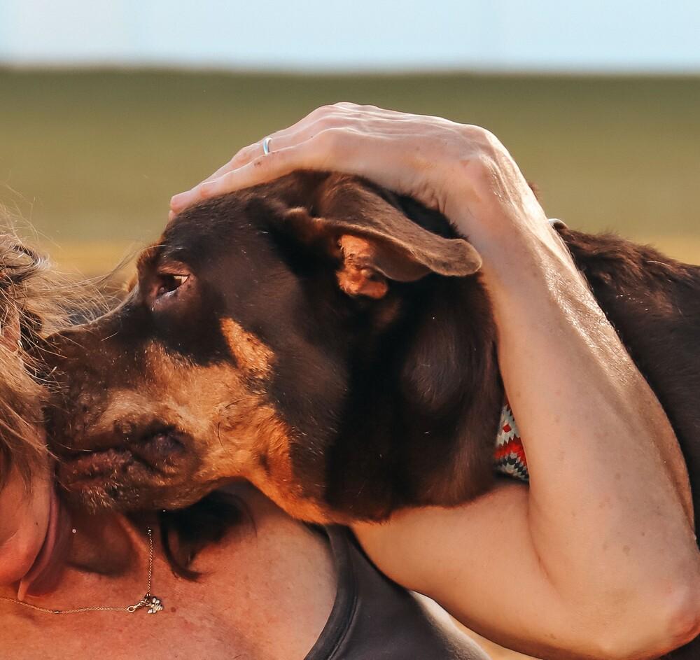 Enlarge Aiden, a Adopted mixed breed in Richardson, TX image 6/6