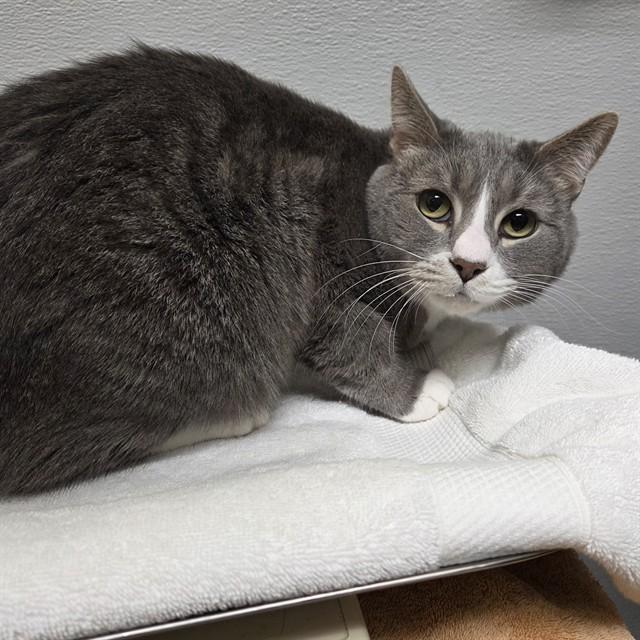 SHILOH, Adoptable, Adult Male Domestic Short Hair.