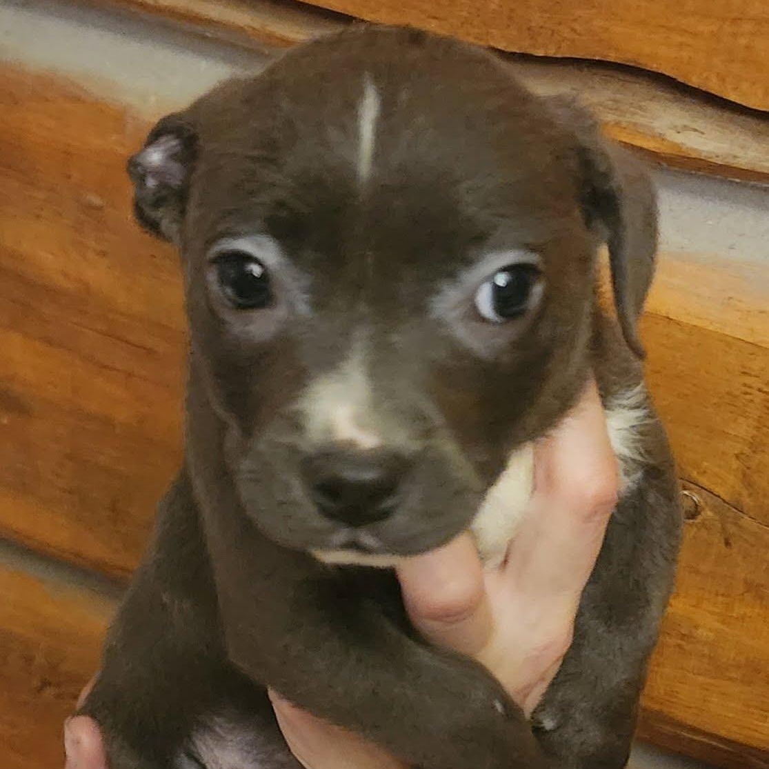 Enlarge Lil Chunk, a Adoptable mixed breed in Oroville, WA image 3/3