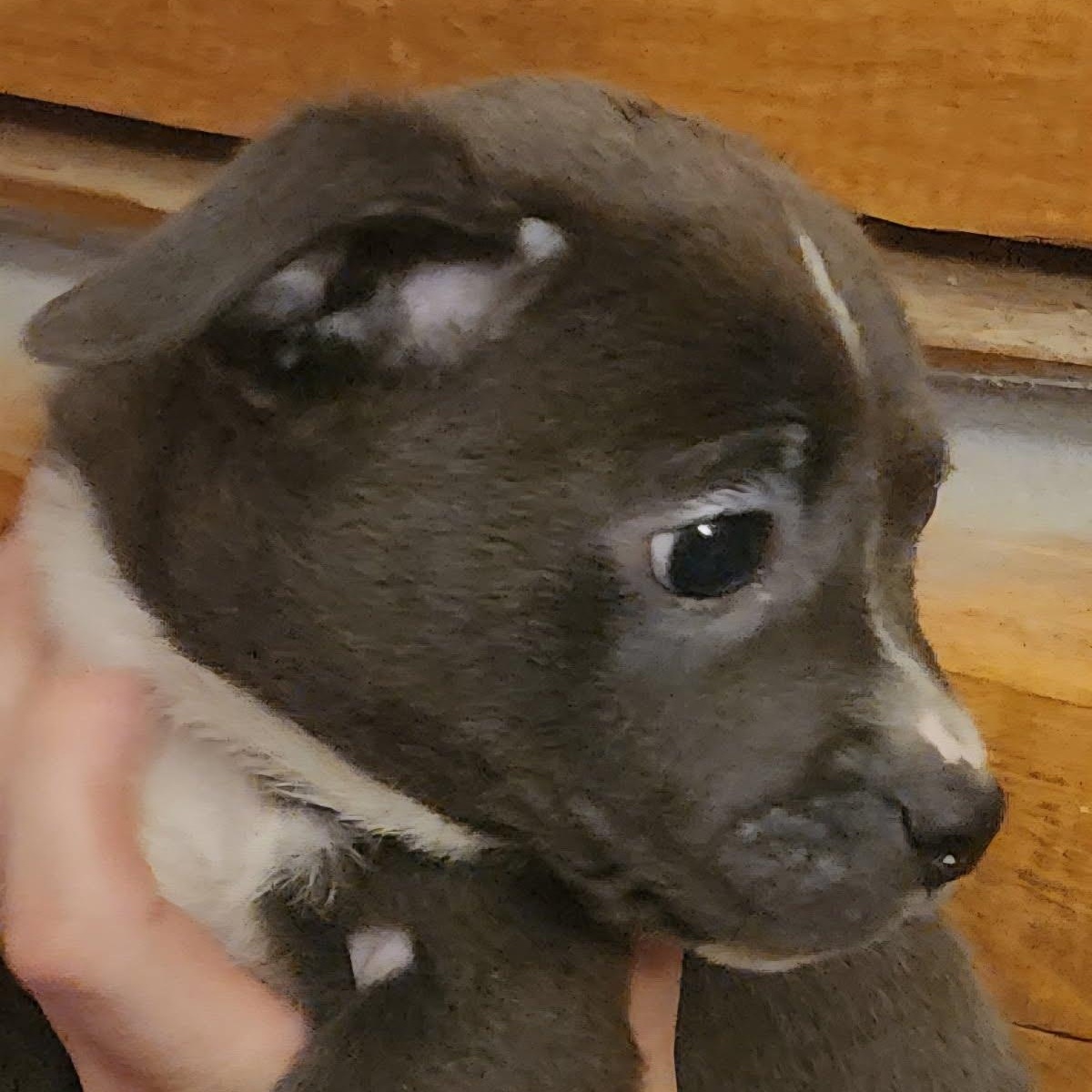 Enlarge Lil Chunk, a Adoptable mixed breed in Oroville, WA image 2/3