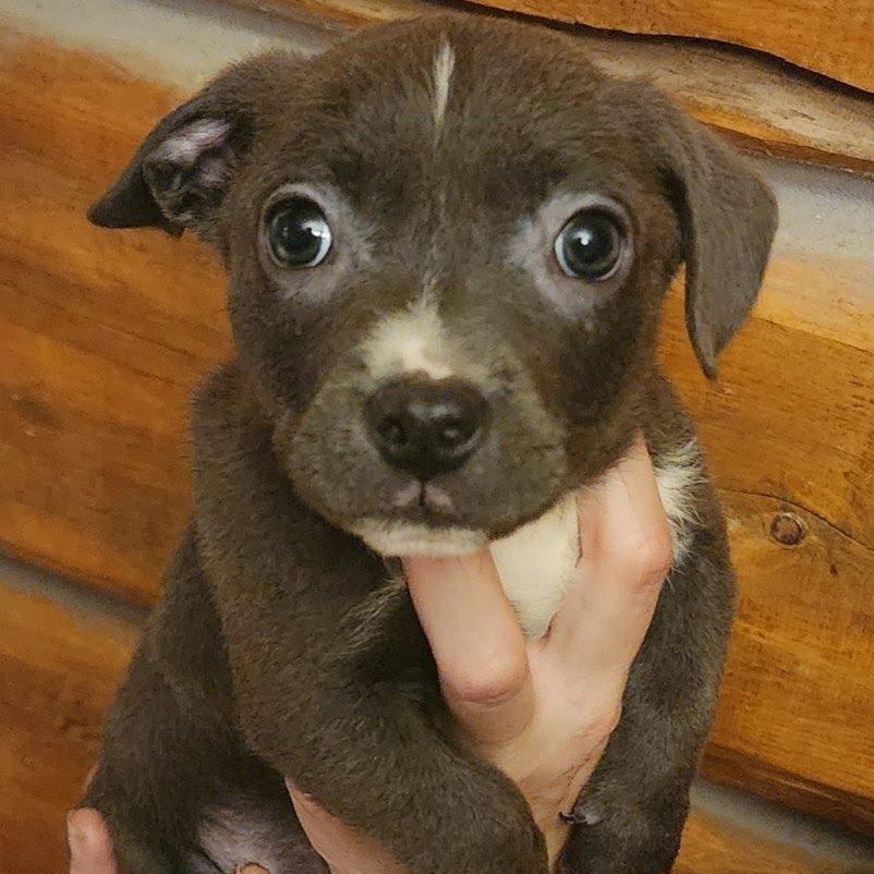 Lil Chunk, Adoptable, Puppy Male Dachshund.